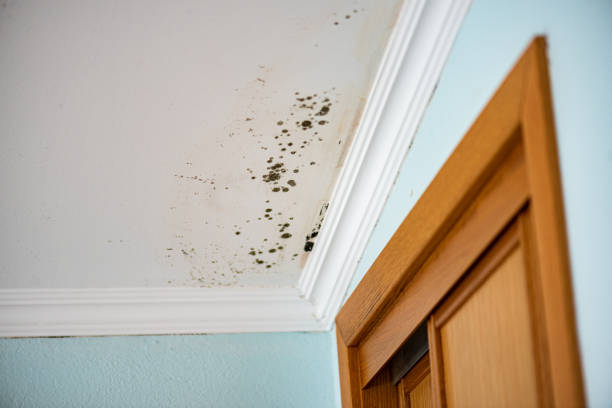 Best Attic Mold Remediation in , NM