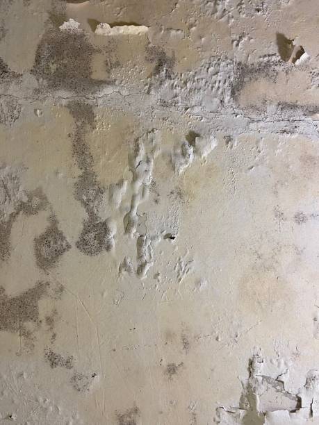 Best Residential Mold Remediation in , NM