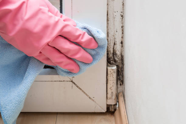 Best Basement Mold Remediation in , NM